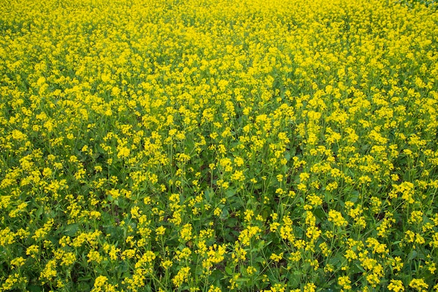 Bloeiende gele koolzaadbloemen in het veld kunnen worden gebruikt als bloementextuurachtergrond