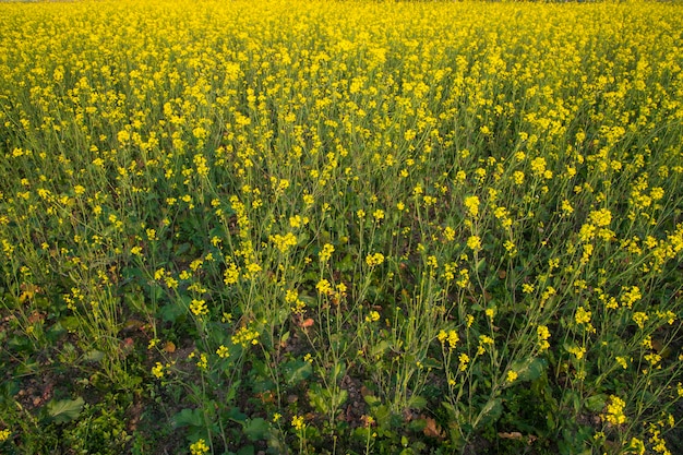 Bloeiende gele koolzaadbloemen in het veld kunnen worden gebruikt als bloementextuurachtergrond