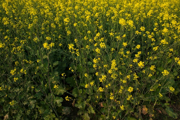 Bloeiende gele koolzaadbloemen in het veld kunnen worden gebruikt als bloementextuurachtergrond