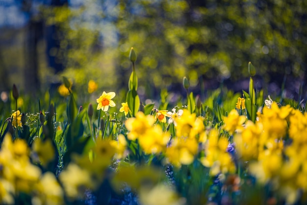 Bloeiende gele narcissen bloemen met wazig groen gras en bomen landschap. Zonnige lente natuur