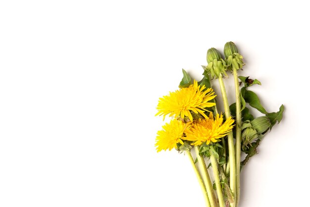 Bloeiende gele paardebloemen geïsoleerd op wit