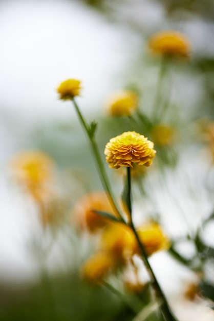 Bloeiende gele ranonkelbloem in zonnige dag