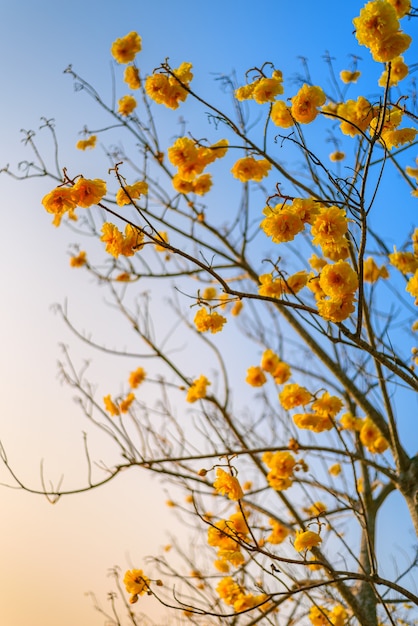 Bloeiende gele trompetboom tegen blauwe lucht