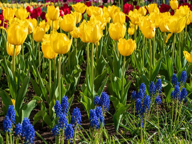 Bloeiende gele tulpen en muscari