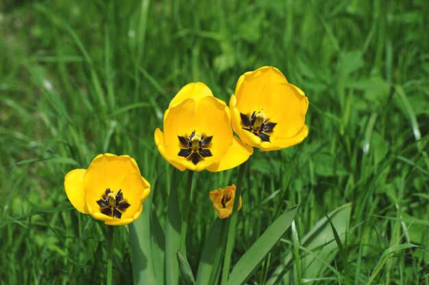 Bloeiende gele tulpen op een groene achtergrond