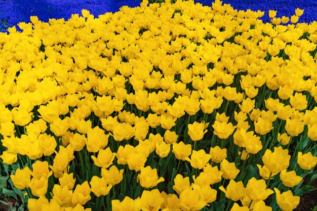 Bloeiende gele tulpen veld bloemen voor achtergrond