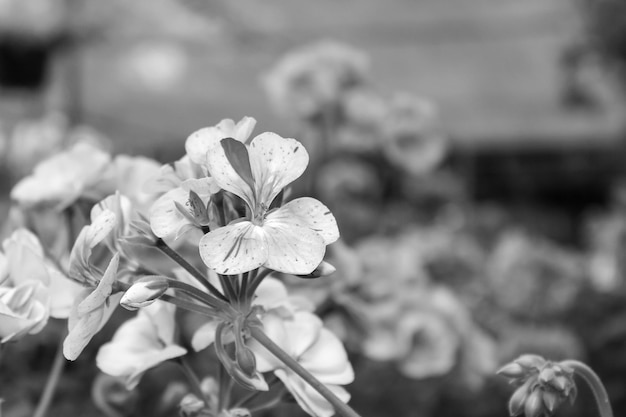 Bloeiende geranium zwart-wit foto