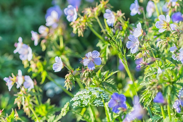 Bloeiende geraniums in de tuin