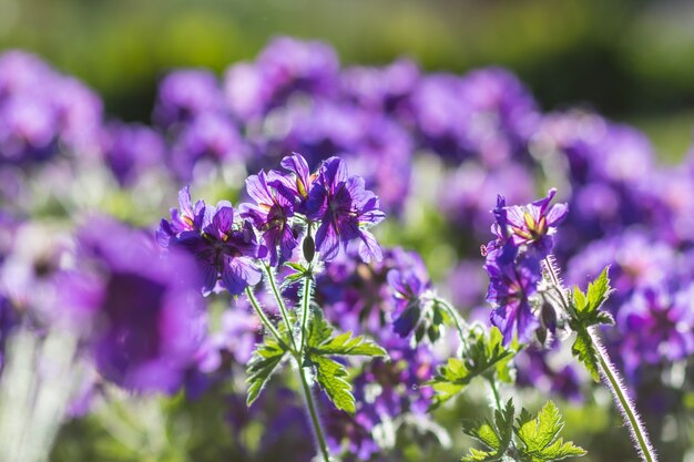 Bloeiende geraniums in de tuin