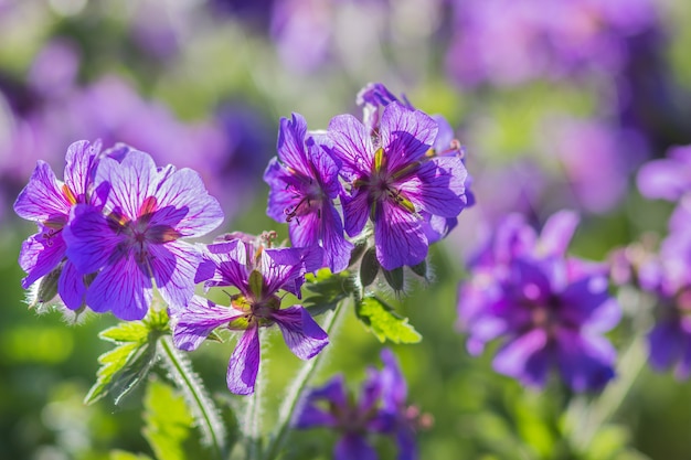 Bloeiende geraniums in de tuin