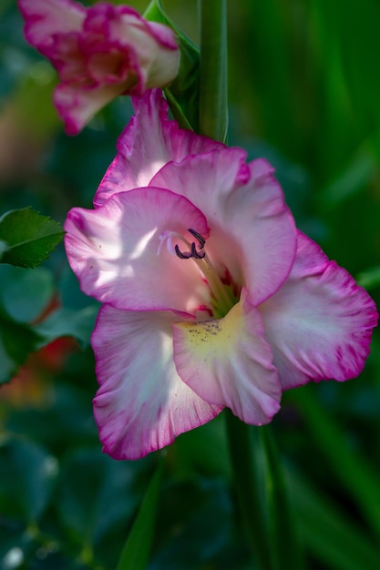 Bloeiende gladiolenbloem met roze en witte bloemblaadjes in de zomerclose-upfoto