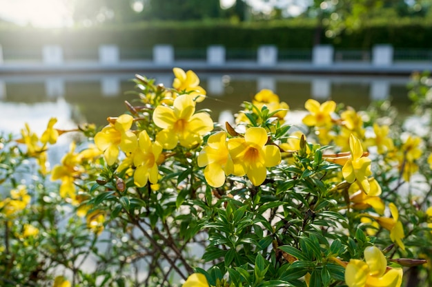 Bloeiende gouden trompet in de buurt van de vijver bij zonsondergang