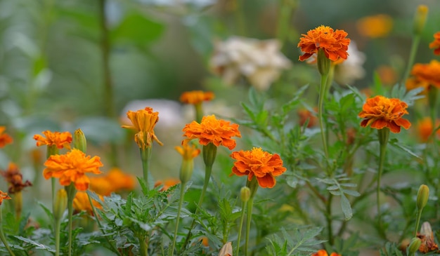 Bloeiende goudsbloemen in de tuin zomerdag