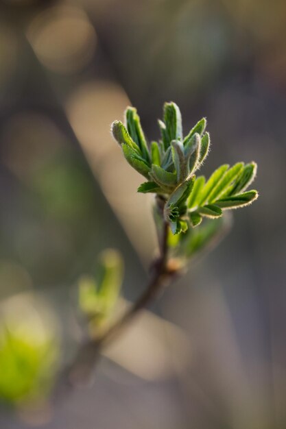 Bloeiende groene knoppen op takken in de lente