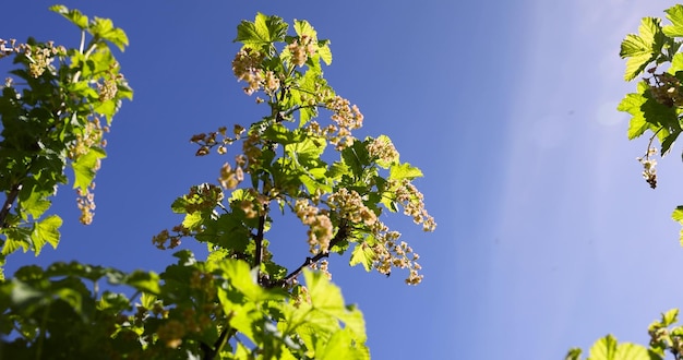 bloeiende groene kruisbessen in een boomgaard