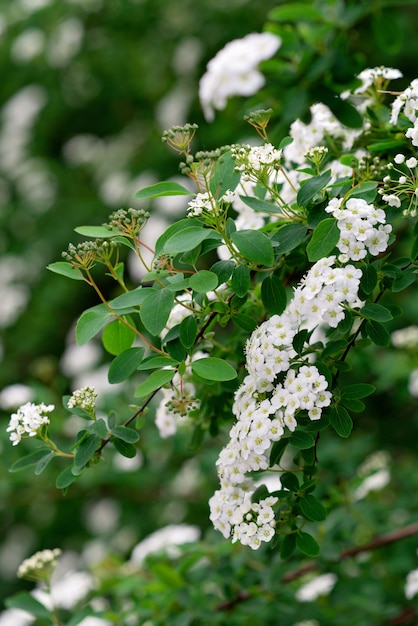 Foto bloeiende groene struik spiraea nipponica sneeuwheuvel met witte bloemen in het voorjaar. floral textuur