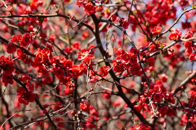 Bloeiende guince of chaenomeles japonica struik in de lente Natuurlijke impressionisme rode bloemen op een tak op een wazige achtergrond lente en zomer achtergrond