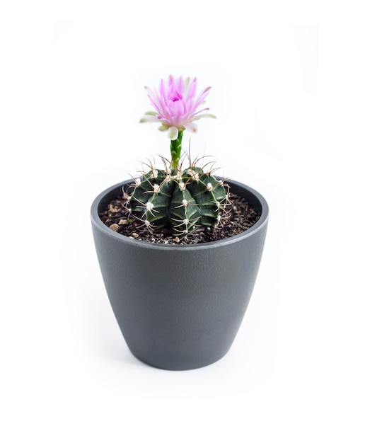 Bloeiende Gymnocalycium mihanovichii cactus in een pot geïsoleerd op een witte achtergrond
