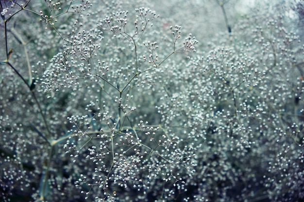 Bloeiende gypsophila-struik met kleine witte bloemen