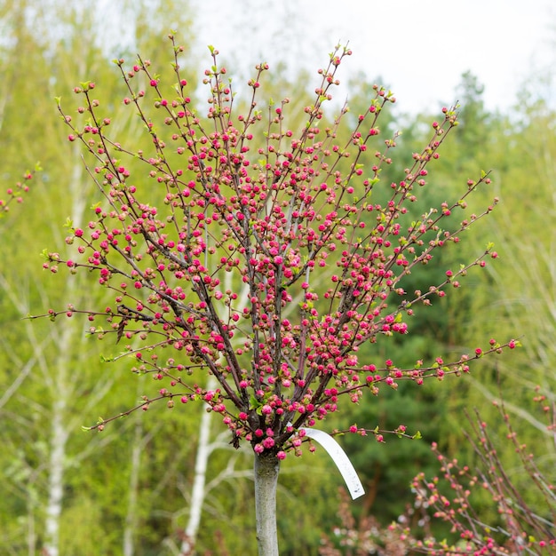 Bloeiende heldere sakura-boom met een tag in een plantenkwekerij