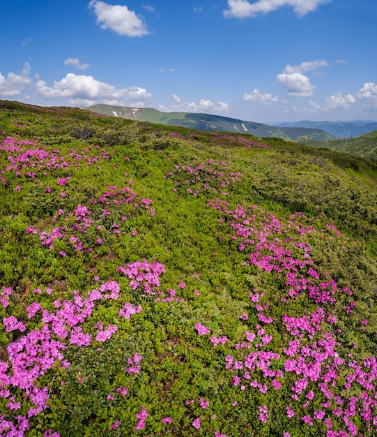 Bloeiende hellingen rododendron bloemen van de Karpaten