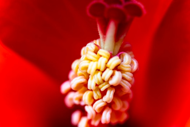 Bloeiende hibiscusbloem Close-up van rode hibiscusbloem