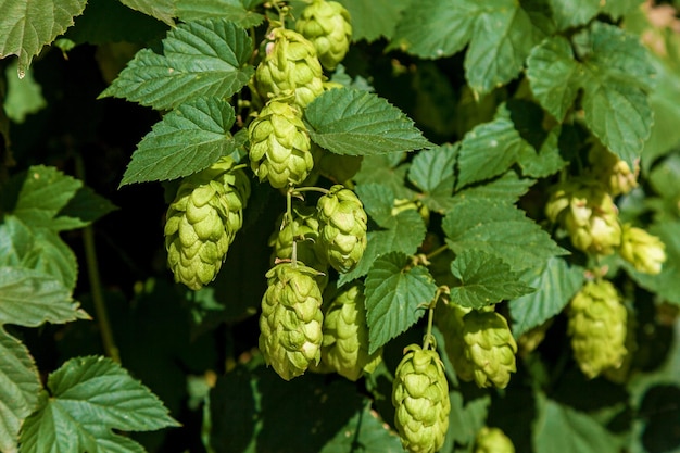 Foto bloeiende hop met groene bladeren