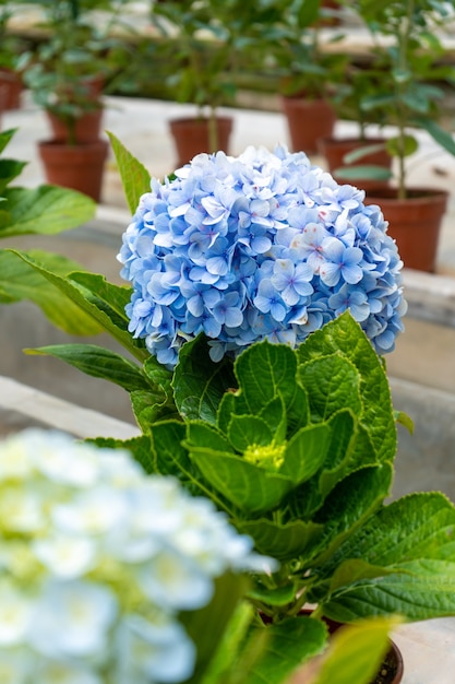 Bloeiende hortensia bloemen in een plantenwinkel in Azië.