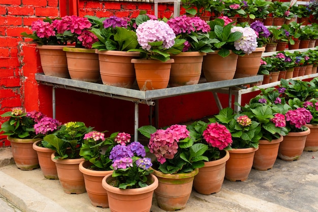 Bloeiende hortensia bloemen in een plantenwinkel