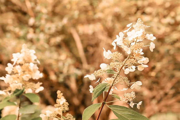 Bloeiende hortensia in de herfsttuin Close-up