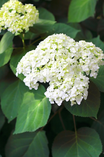 Bloeiende hortensia