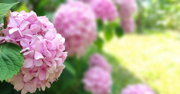 Bloeiende hortensiastruik in de tuin. Roze hortensia bloemen.