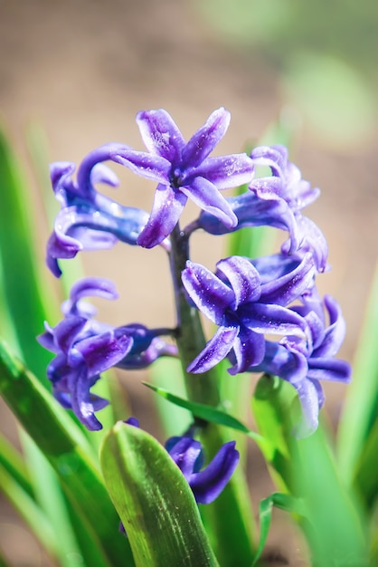 Bloeiende hyacintbloemen. selectieve aandacht.