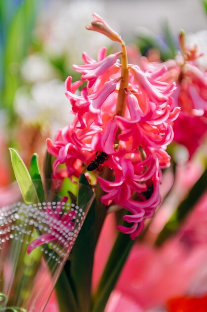 Bloeiende hyacinten in het voorjaar in de tuin Hyacinten kweken in een kas Symbool van de voorjaarsvakantie