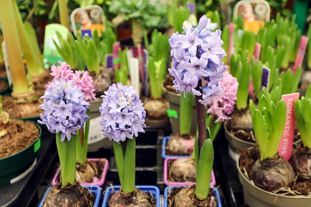 Bloeiende hyacinten op een plank in een bloemenwinkel, zijaanzicht - het concept van het kopen van bloeiende planten voor een geschenk