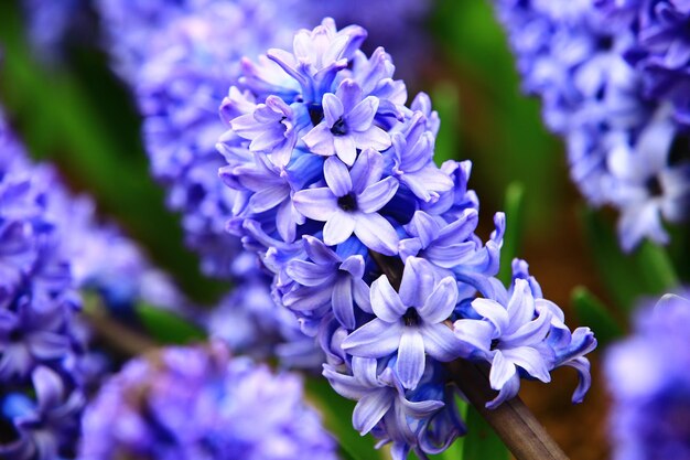 Foto bloeiende hyacinthebloemen dichtbij van blauw met paarse hyacinthsbloemen bloeien in de tuin