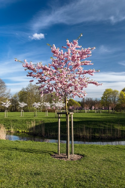 Bloeiende japan sakura bloemen. kersenboom