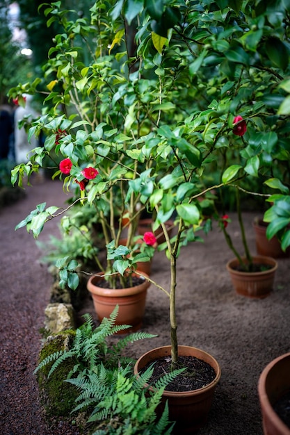 Foto bloeiende japanse camellia groeit in terracotta bloempotten in kassen sinaasappel huisplant hobby