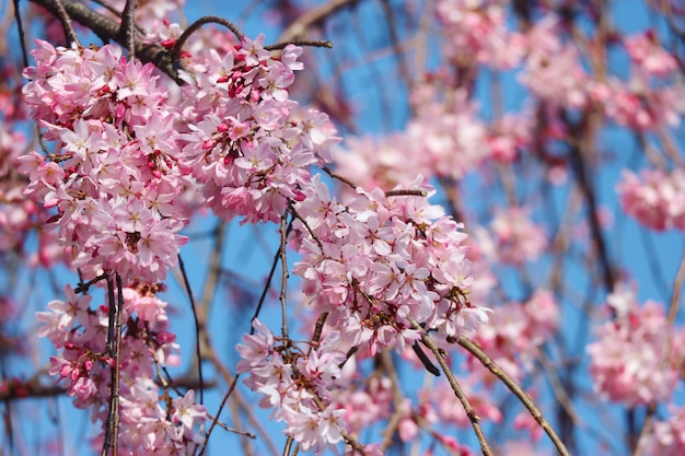 Bloeiende Japanse roze kersenbloesem Shidare Sakura.