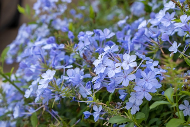 Bloeiende jasmijnplant op de tuinachtergrond