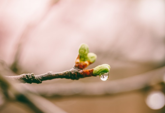 Bloeiende jonge groene bladeren in druppels van lenteregen op takken van een pruimenboom