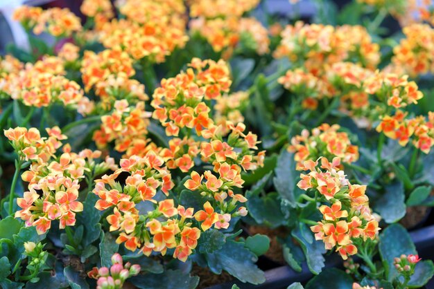 Foto bloeiende kalanchoe-planten met levendige bloemen