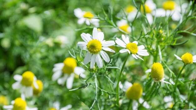 Bloeiende kamille, medicinale plant in de tuin.