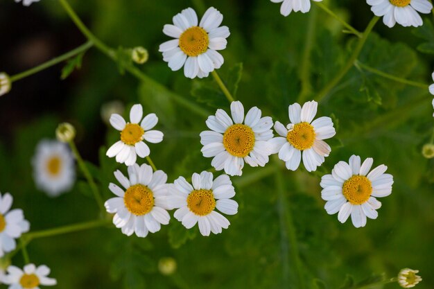 Bloeiende kamillebloem op een groene achtergrond op een zomerse zonnige dag macrofotografie