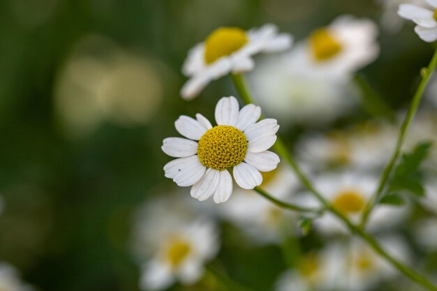 Bloeiende kamillebloem op een zomerse zonnige dag macrofotografie