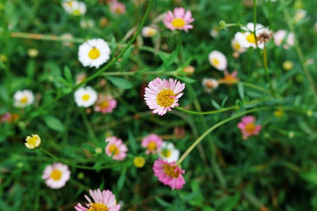 Bloeiende kamillesbloemen in weide