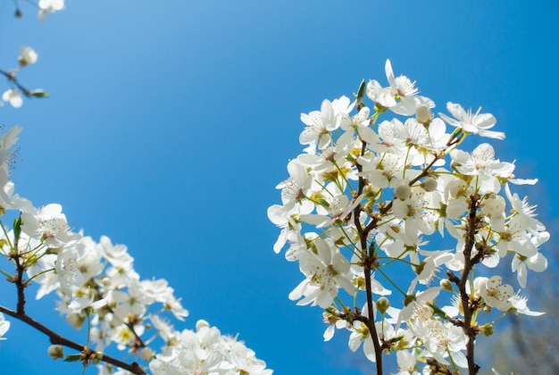 Bloeiende kers tegen een blauwe lucht kersenbloesems lente achtergrond