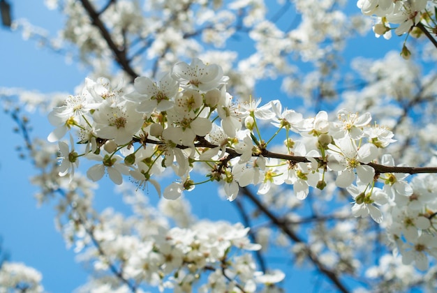 Bloeiende kers tegen een blauwe lucht Kersenbloesems Lente achtergrond