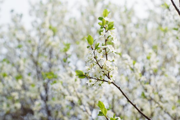 Bloeiende kersenboom buiten op een heldere lentedag. Witte, kleine bloemen op een takclose-up. Florale achtergrond, lentetijd. Selectieve zachte focus