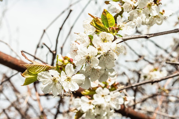 Bloeiende kersenboom in de tuin lenteseizoen van groeiende planten tuinieren concept